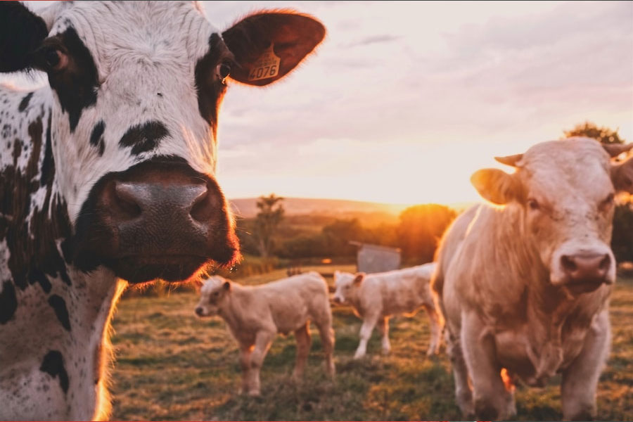 Animal Feed Industry